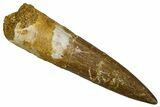 Fossil Plesiosaur (Zarafasaura) Tooth - Morocco #369982-1